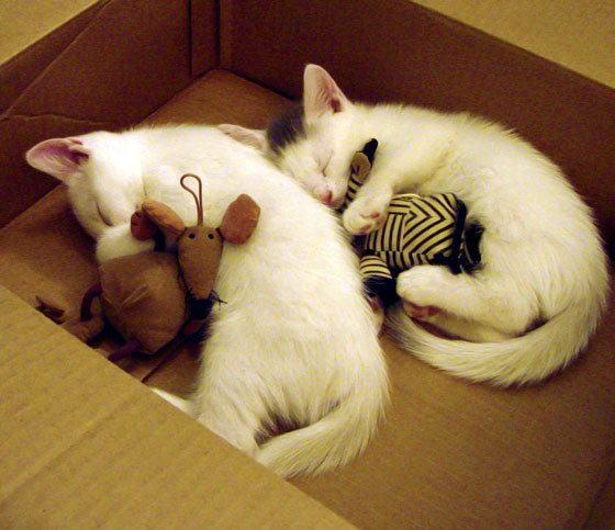 _校园网络球联赛：点燃学生的运动梦想_，校园网球场