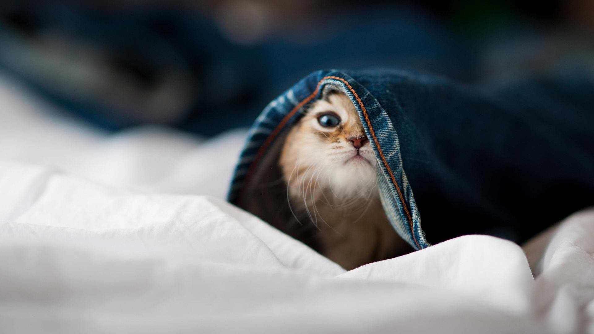 “奇迹之夜:独行侠队逆转对手实现大逆风翻盘”,奇迹世界2独行者之路怎么走