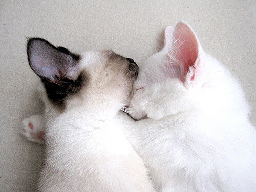 “青少年足球训练体系全面深化,培养未来精英”,青少年足球训练大纲 中国足协