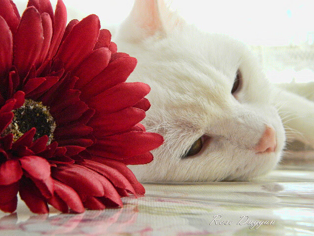 《王者荣耀季后赛,黑马崛起成最大看点》,王者季后赛的赛制是怎么样的2021