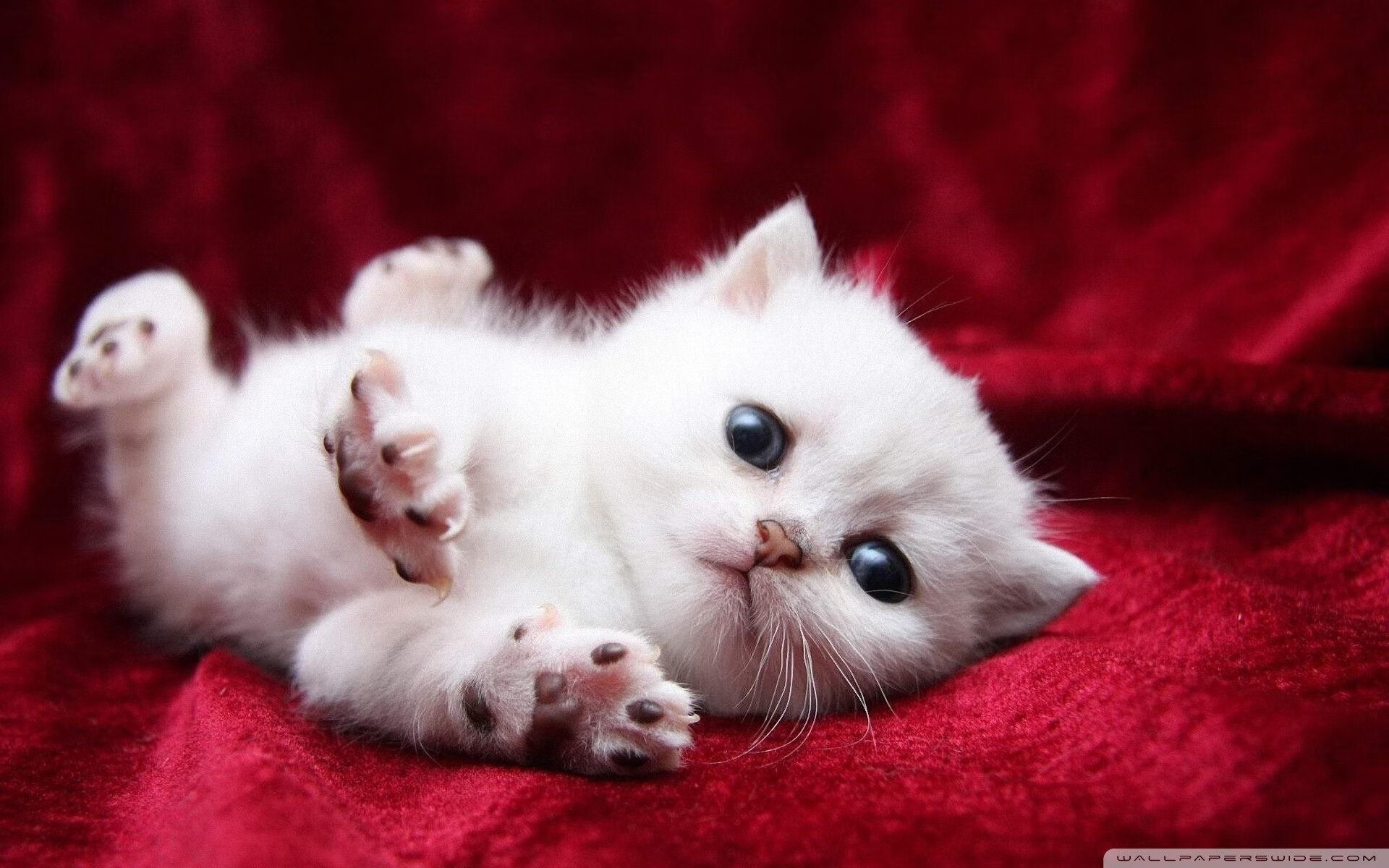 九游网页版入口-利物浦在2024年英超联赛中获得亚军，利物浦最近一次英超冠军