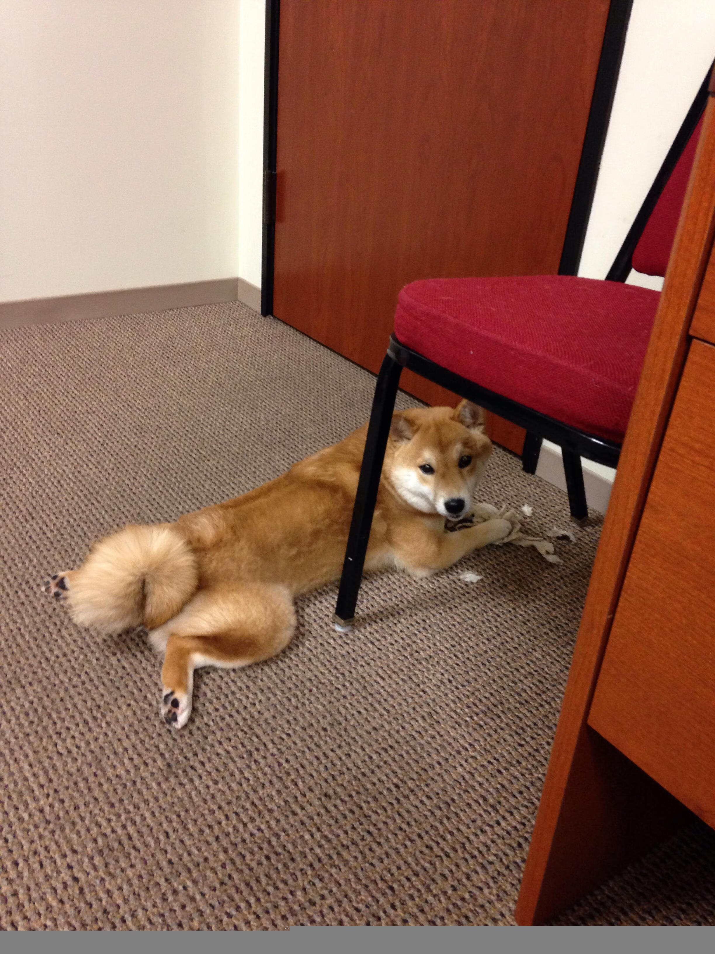 比利时女子排球队在小组赛中表现出色,晋级八强,比利时 女排