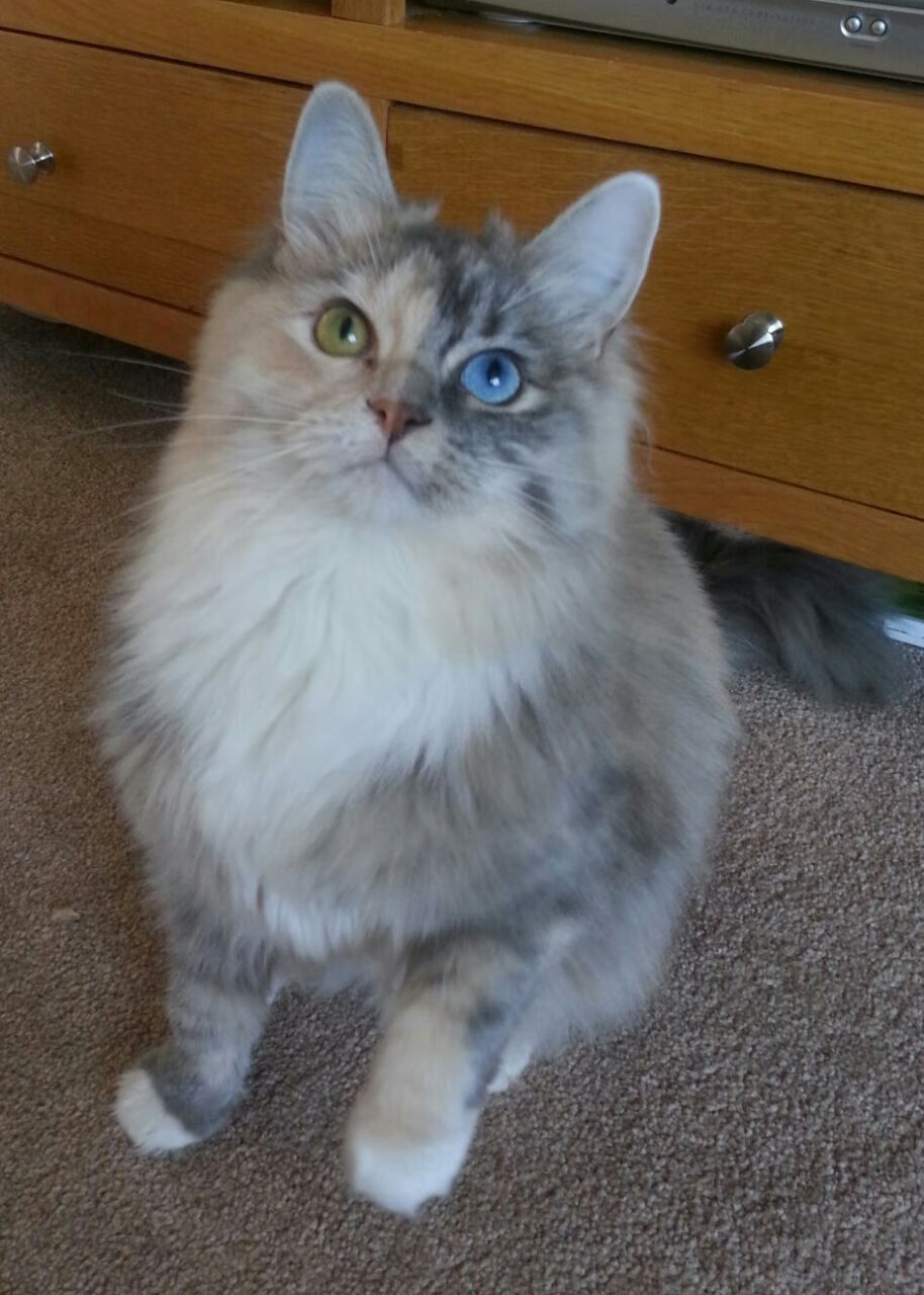 比利时女篮在半决赛中惜败法国队,法国比利时半决赛视频