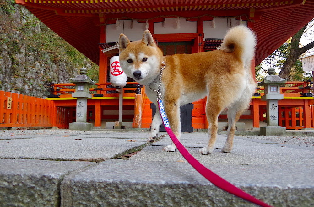 九游APP官网-体育界的亮点：国际足球赛事精彩集锦，国际上足球赛事