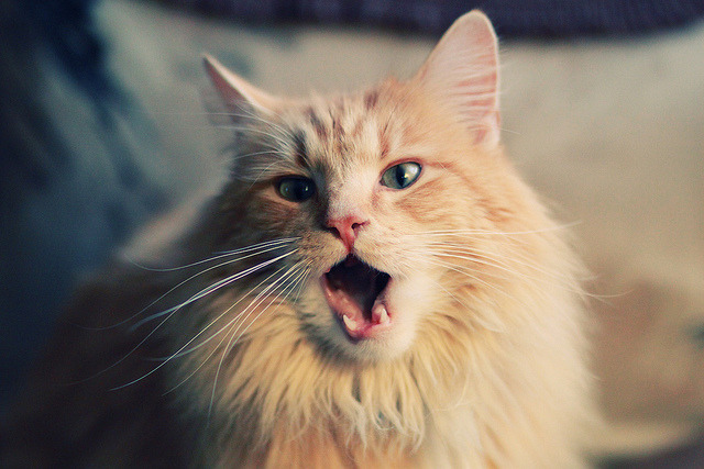 吉林主场迎战山西,双方将上演激烈对抗!,cba吉林打山西