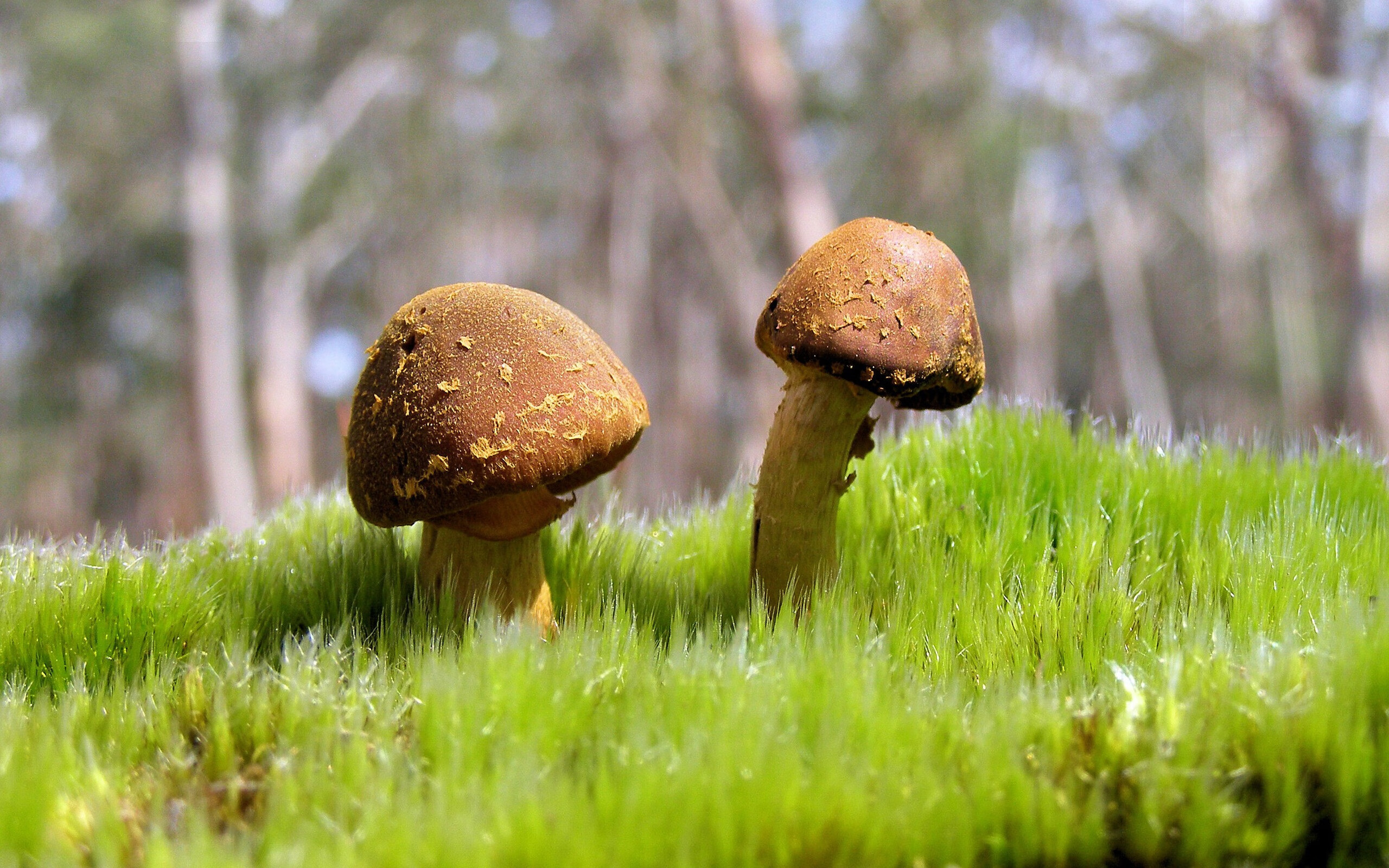 日本取得胜利,镰田奇迹般积极发挥,日本镰仓时期