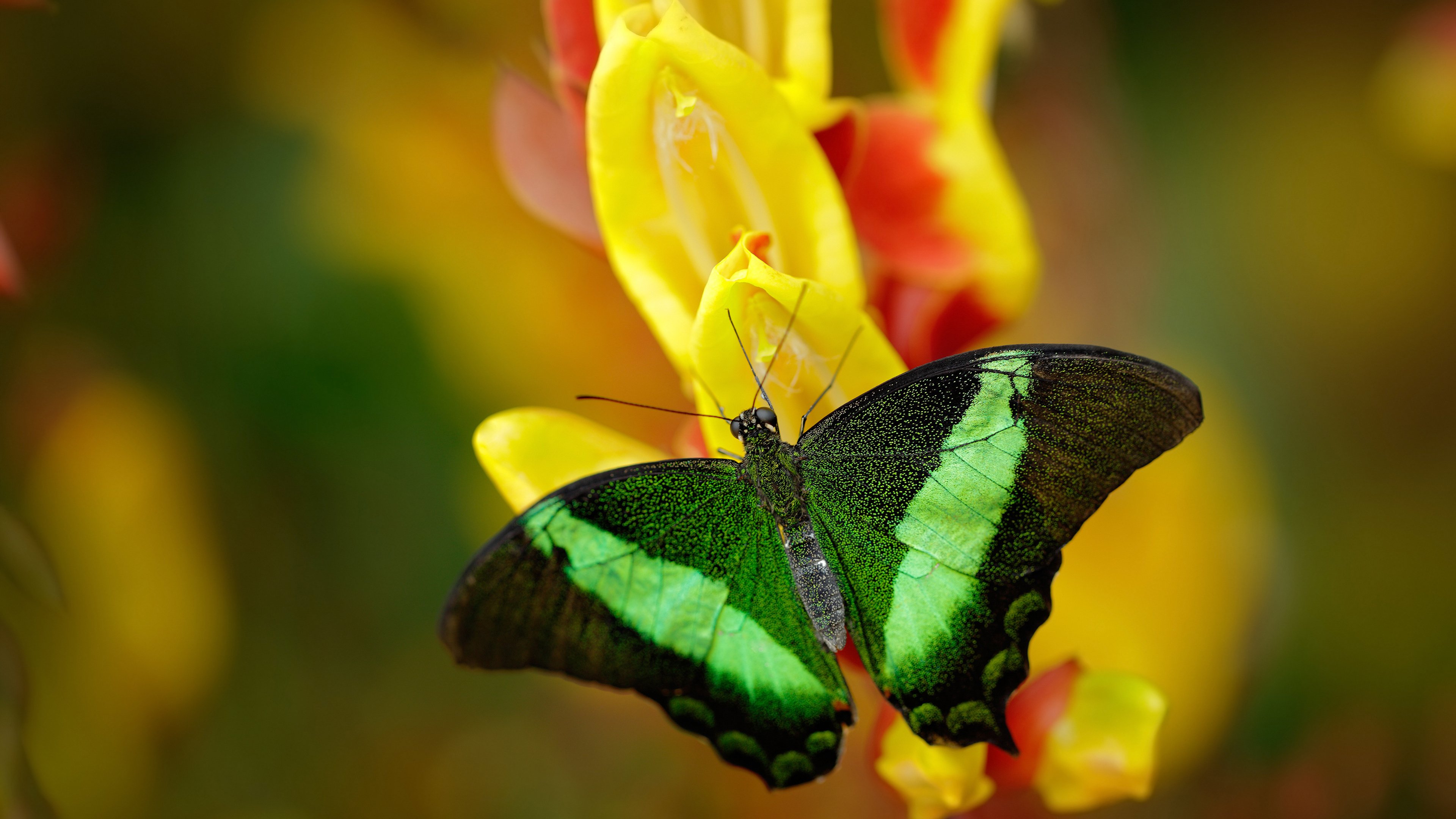 西班牙边锋突破连连,制造三次关键机会,西班牙的边锋