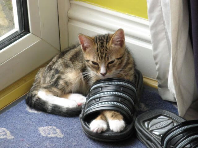 九游网页版官网-中国三人篮球男队战术调整灵活，中国男子三人篮球战绩