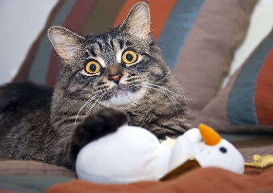 奥预赛中国队战胜 球员表现稳定提升,奥预赛赛程