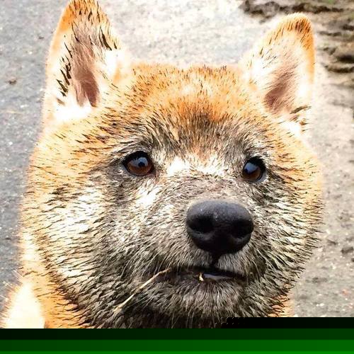 九游(jiuyou)官方网站-张镇麟隔扣引爆全场被誉为下一个希望之星，张镇麟隔扣外援