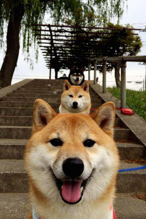 节奏变化快的球队是否更适应季后赛,节奏变化快的球队是否更适应季后赛