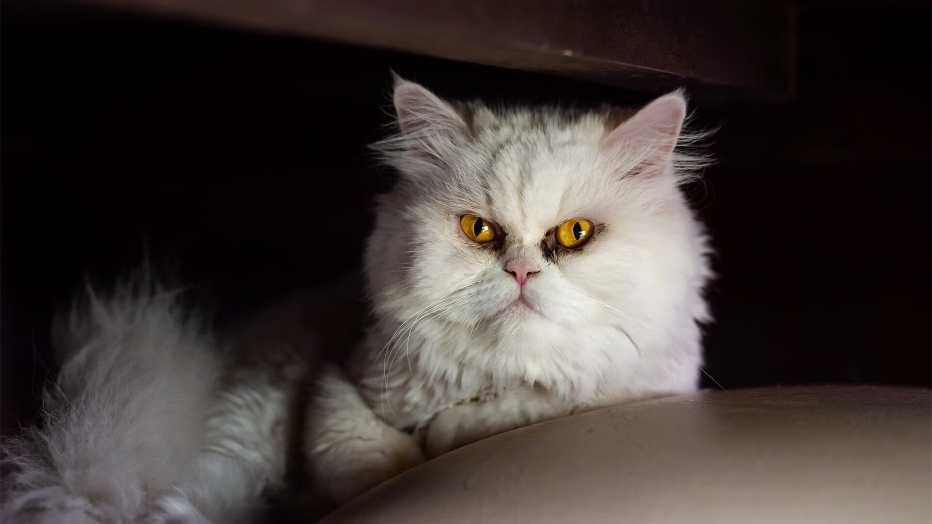 九游9游-足球产业相关专业人才教育尚未普及，足球产业管理