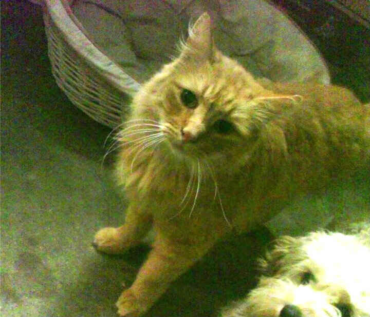 九游-转身技术动作创新及应用，转身的动作方法有哪两种