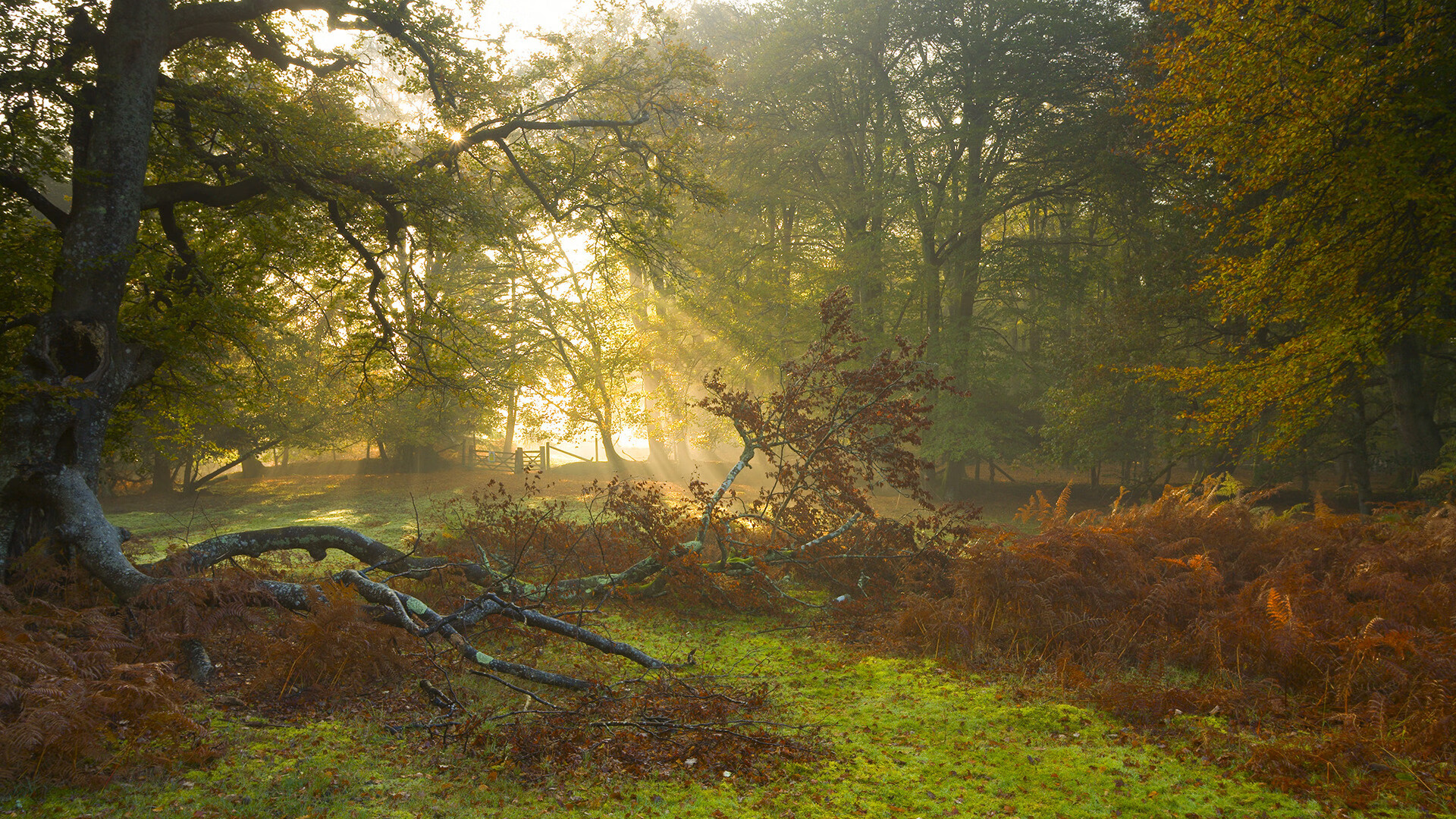 意甲团队协作:默契点燃战场!,意甲队伍