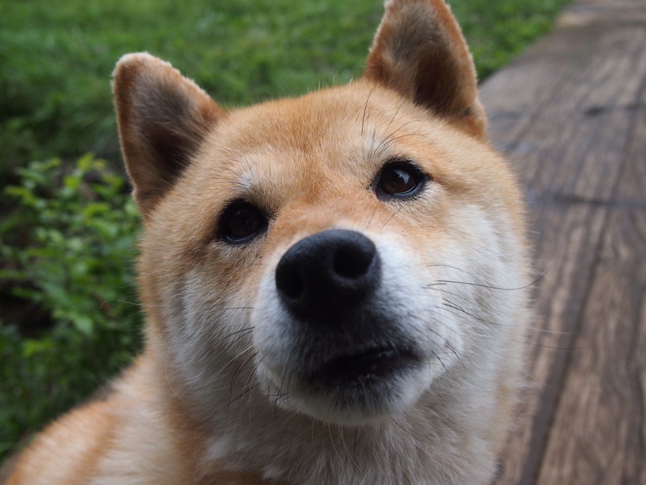 扎伊尔男篮在非洲预赛中奋勇争先,开启新篇章,扎伊尔能进nba吗