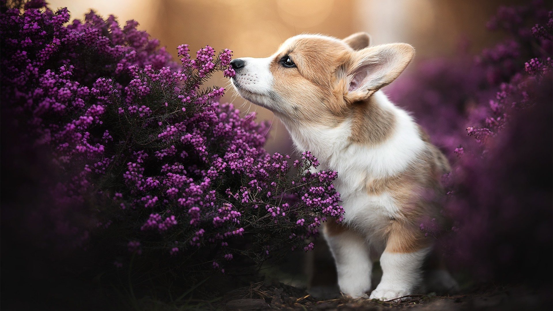 法甲未来之星:新秀演绎未来足球!,法甲推荐预测